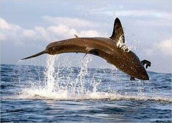 Air Jaws Apocalypse Great White Shark Pics To Use For Wallpaper