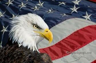 Bald Eagle And Flag Alaska Photography