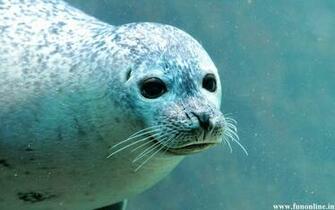 Seal Wallpaper Cute And Giant Seals HD