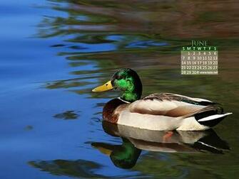 Calendar Wallpaper Desktop By Kate Net
