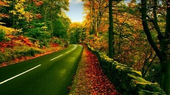 Nature Trees Path Roads Wallpaper Tree