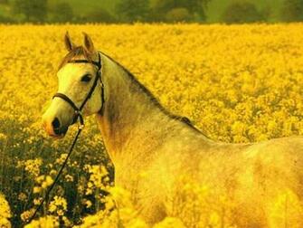Flowers Wallpaper Landscapes Horse Full Size