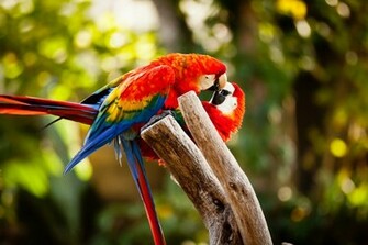 Beautiful Love Birds Wallpaper Inspire Information
