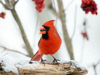 Cardinal Wallpaper