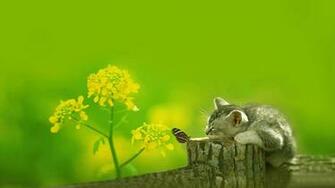Cute Cat Wallpaper Background Widescreen