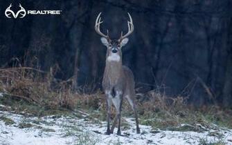 Whitetail Background