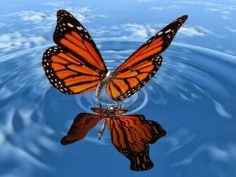 Live Butterfly Wallpaper Beautiful Desktop