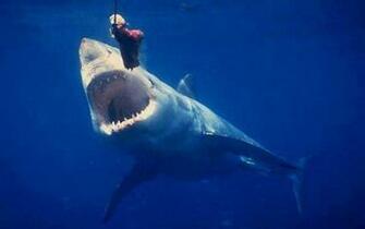 Great White Wallpaper HD And Pictures