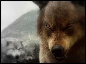 Twilight Series Image Bd Wolves HD Wallpaper And Background Photos