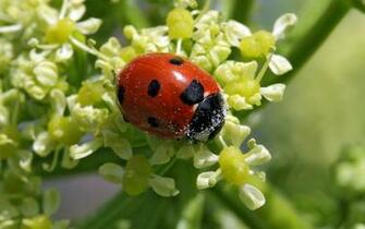 Insect Wallpaper By Natures Desktop