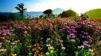 Flower Field Wallpaper By Rami Duek On Fl Flowers HDq