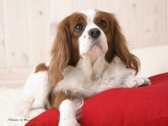 Puppy Dog Wallpaper Pets Dogs