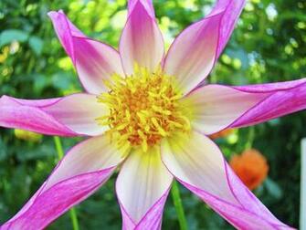 Dahlia Flower Image Star Art Print