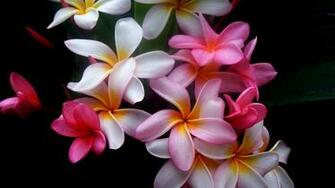 Beautiful Wallpaper Flowers Background Sch Ne Blumen