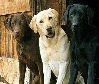Black N Yellow Labrador Dog Wallpaper Desktop Photo