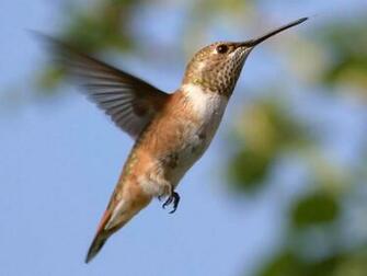 Hummingbird Desktop Background Photos