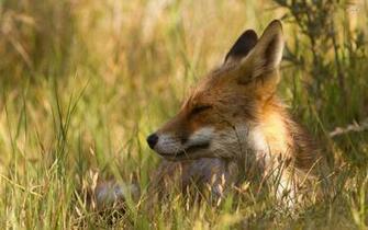 Fox Wallpaper Animal