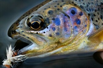 Fly Fishing Stock Photography Image