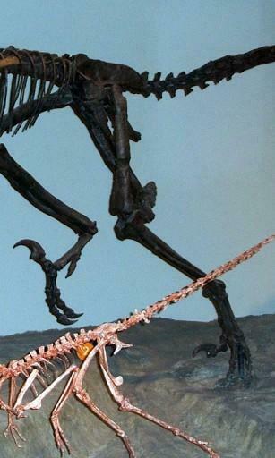 Amazing Dinosaur Skeleton Wallpaper This App Is A Super