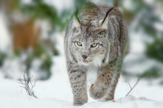 Lynx Wallpaper Image Group