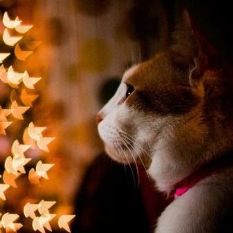 Christmas Pets iPad Wallpaper Cats