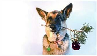German Shepherds