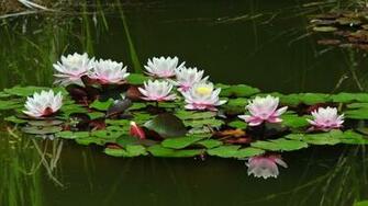 Water Lilies Pond Desktop Pc And Mac Wallpaper