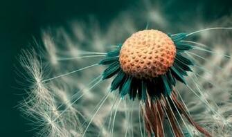 Wallpaper Micro Photography HD Widescreen Dedsktop Photo