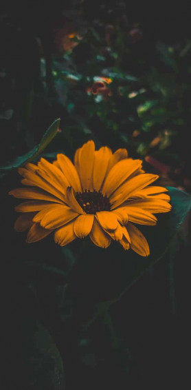 Dark Sunflower Wallpaper