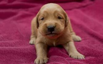 Pictures Of A Golden Retriever Puppy Wallpaper