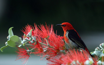 Nature Bird And Flowers HD 4k Wallpaper Amazon