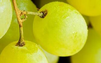 Wallpaper Green Fresh Grapes Background Image