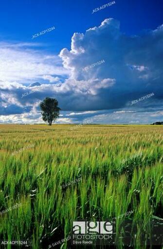 Cumulonimbus Cloud Buildup Over Barley Field With Cottonwood Tree