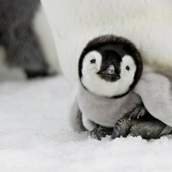 Cute Baby Penguins HD Wallpaper In Animals Imageci