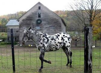 Sherry S Rustique Gallery On Polka Dotted Horses And Speckled Trees