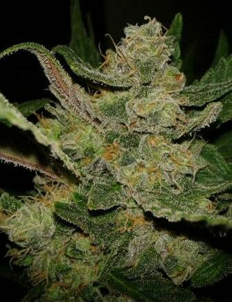 Hindu Kush Weed Grow Marijuana