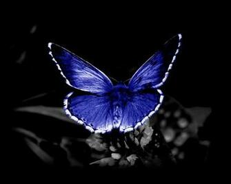 Blue Butterfly Screensavers For Windows