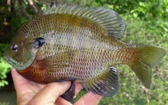 Surface Bluegill Crappie Lake Perch Freshwater Fish