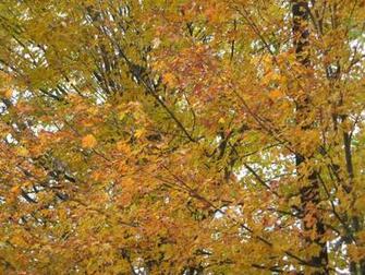 Desktop Wallpaper Fall Foliage In HD