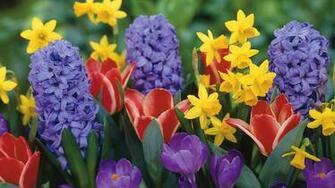 Spring Flowers Wallpaper Desktop Background On