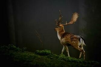 Deer Photos HD Wallpaper Nature