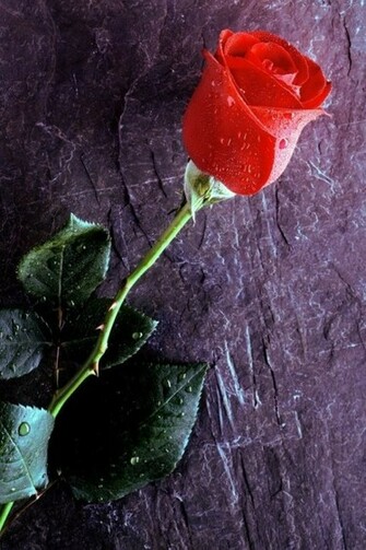 True Love Forever iPhone HD Wallpaper