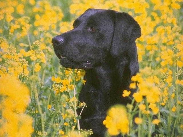 Utitkghgfo Dogs Puppy Wallpaper