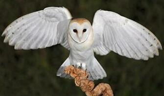 Barn Owl Desktop Wallpaper