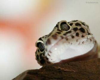 Leopard Gecko Wallpaper