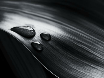 Black And White Leaf Water Drops Wallpaper Breaking