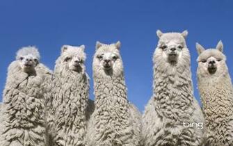 Alpaca Wallpaper