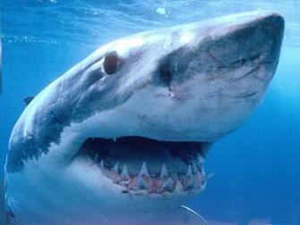 Fish Teeth Wallpaper Australia Great White