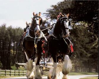 Friesians Or Clydesdales Poll Results Horses