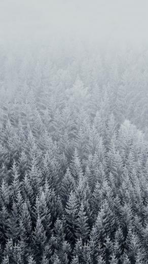Wallpaper Official Winter With Snowy Trees Category iPhone